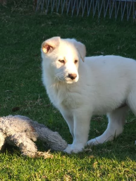 Cuccioli di pastore tedesco