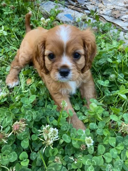 Cuccioli di Cavalier King Charles | Foto 5