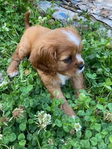 Cuccioli di Cavalier King Charles | Foto 4
