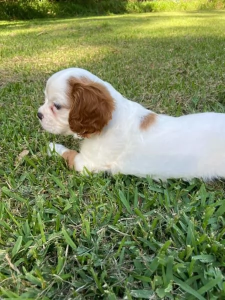 Cuccioli di Cavalier King Charles | Foto 3