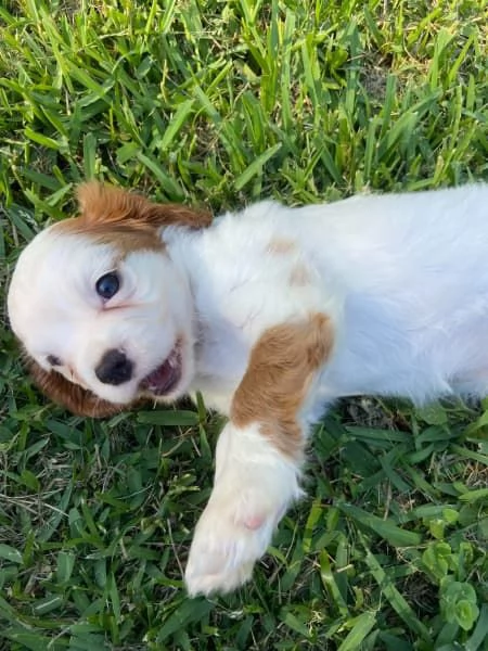 Cuccioli di Cavalier King Charles | Foto 2