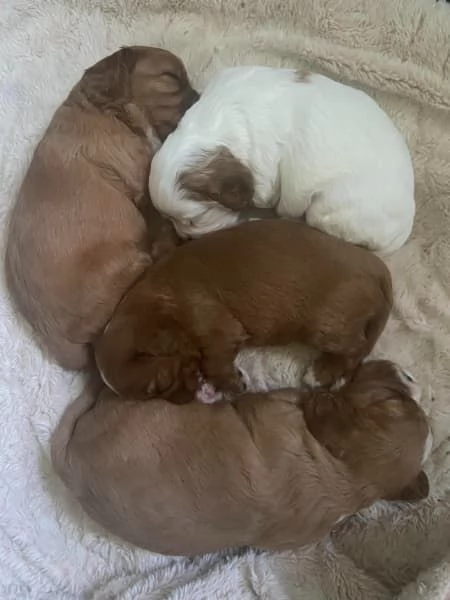 Cuccioli di Cavalier King Charles