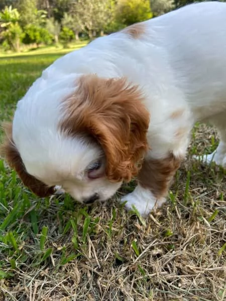 Cuccioli di Cavalier King Charles | Foto 1