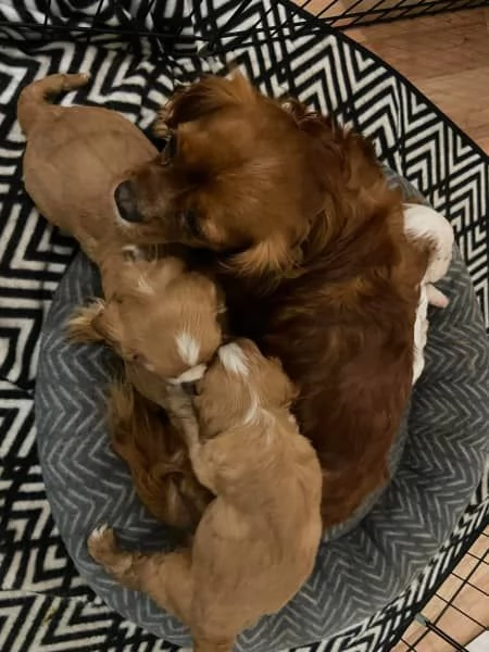 Cuccioli di Cavalier King Charles | Foto 0