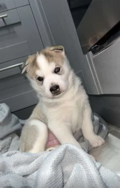 cuccioli di Siberian Husky