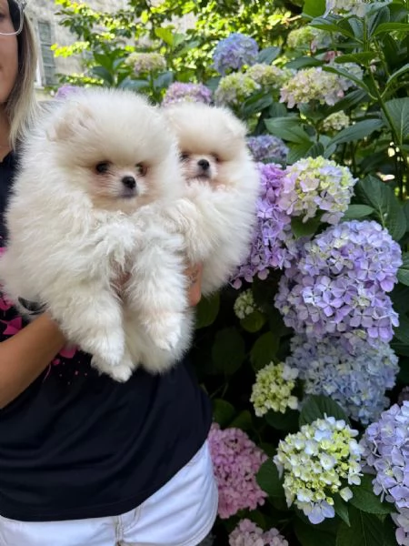 Volpino di Pomerania  | Foto 6