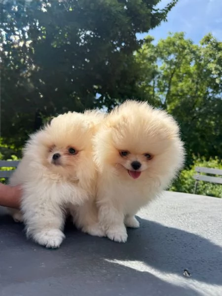 Volpino di Pomerania  | Foto 5