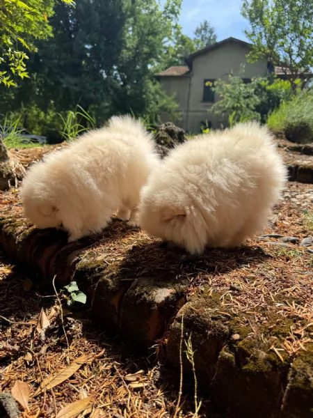 Volpino di Pomerania  | Foto 4