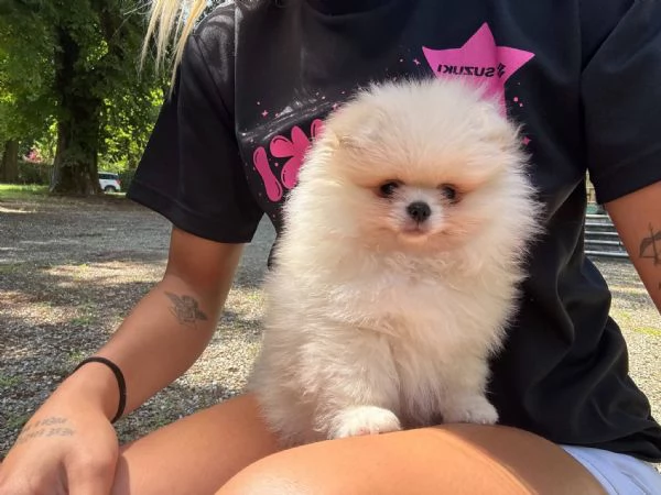 Volpino di Pomerania  | Foto 3