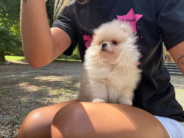 Volpino di Pomerania  | Foto 2