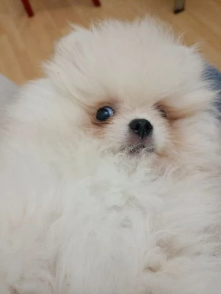Volpino di Pomerania  | Foto 1