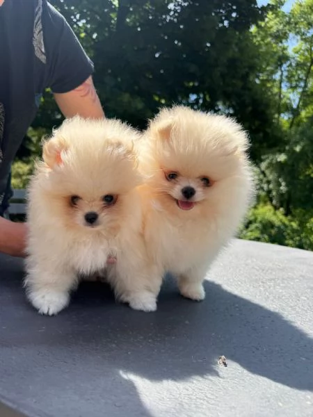 Volpino di Pomerania  | Foto 0