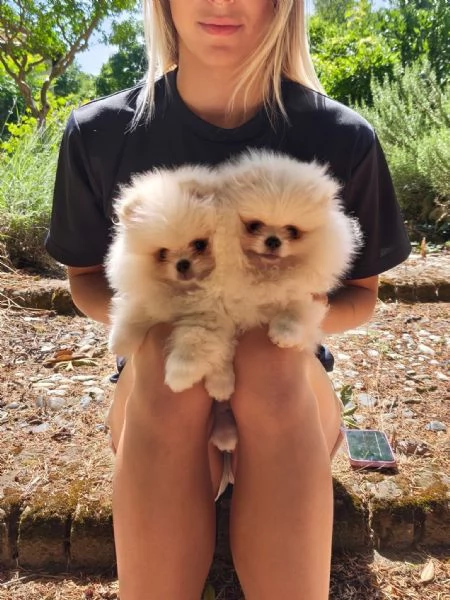 Volpino di Pomerania 