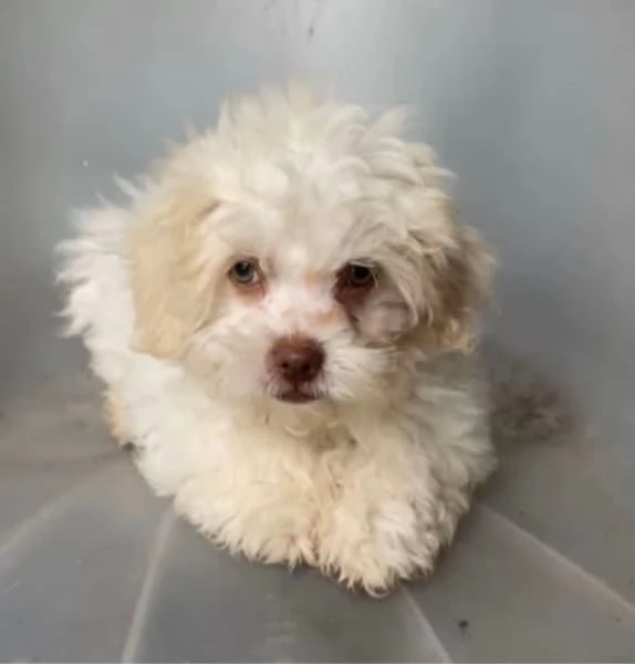 OCCHI BLU Ragazzo maltese di razza | Foto 3
