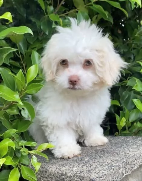 OCCHI BLU Ragazzo maltese di razza | Foto 2