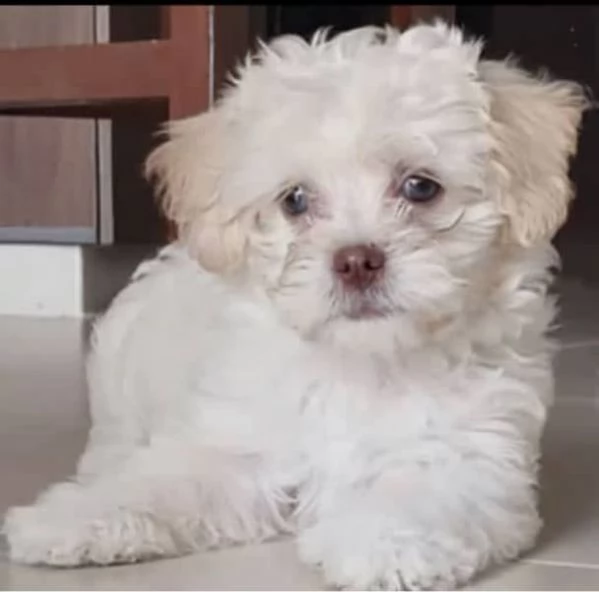 OCCHI BLU Ragazzo maltese di razza | Foto 0