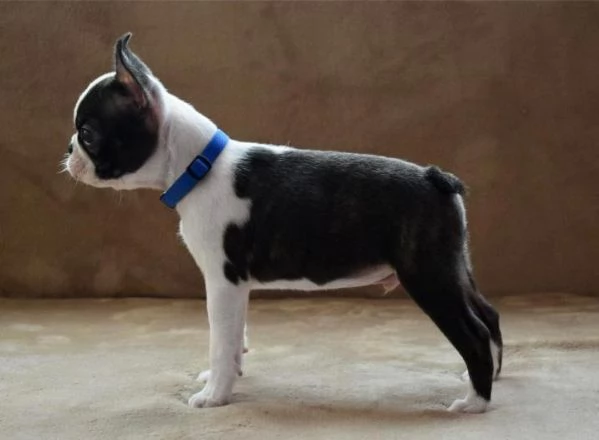 Boston Terrier cuccioli | Foto 4