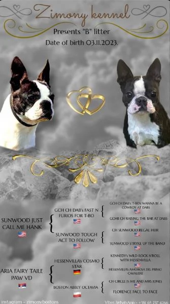 Boston Terrier cuccioli | Foto 3