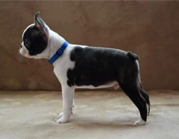 Boston Terrier cuccioli | Foto 2