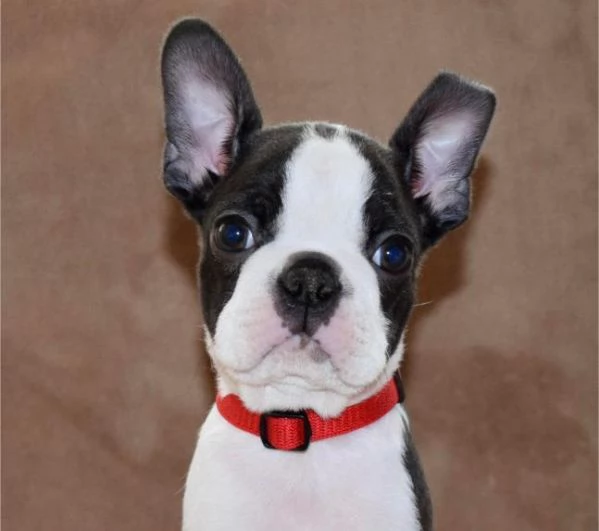 Boston Terrier cuccioli | Foto 1