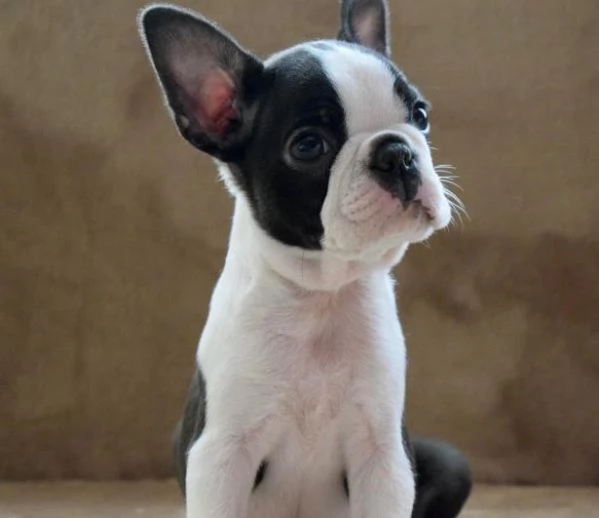 Boston Terrier cuccioli | Foto 0