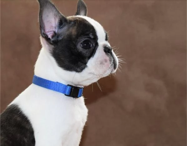 Boston Terrier cuccioli
