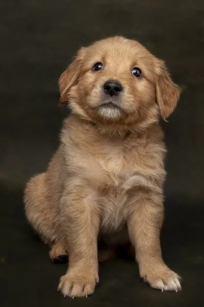 Golden retriever alta genealogia  | Foto 5