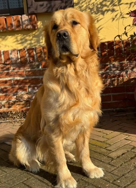 Golden retriever alta genealogia  | Foto 4
