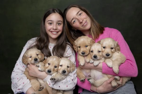 Golden retriever alta genealogia 