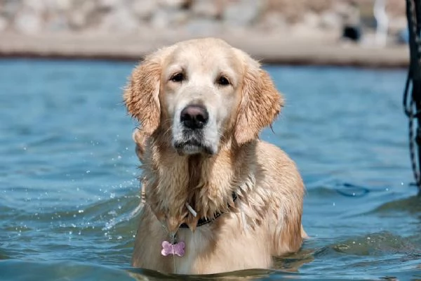 Golden retriever alta genealogia  | Foto 2