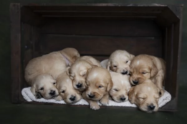 Golden retriever alta genealogia  | Foto 0