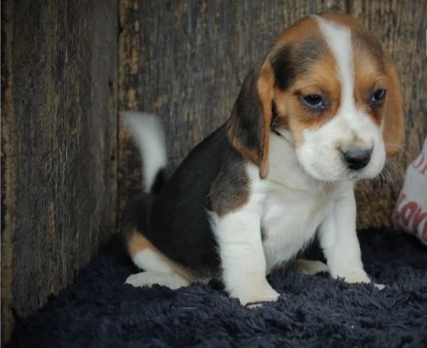cuccioli di beagle