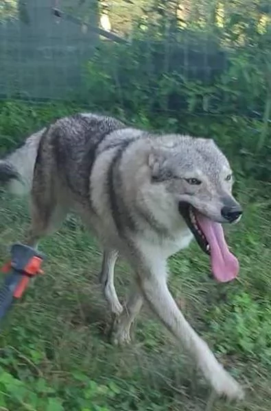 Cuccioli cane lupo cecoslovacco  | Foto 4