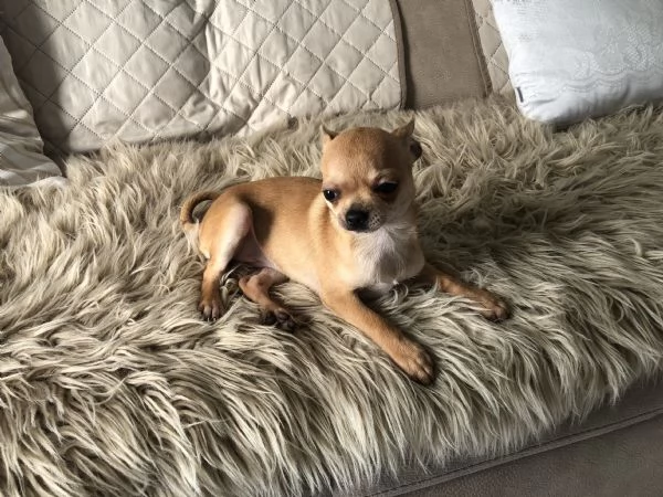 Chihuahua toy 