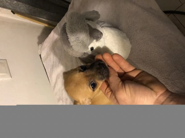 Chihuahua toy  | Foto 2
