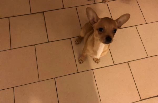 Chihuahua toy  | Foto 1