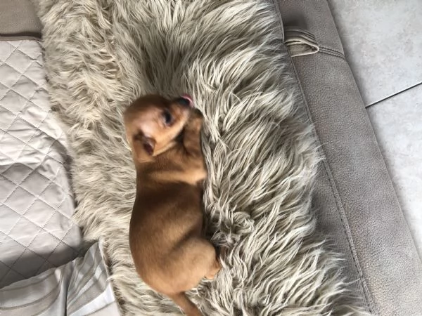 Chihuahua toy  | Foto 0