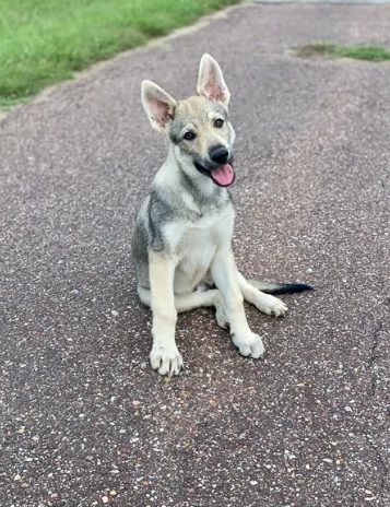 Cuccioli di Cane Lupo Cecoslovacco