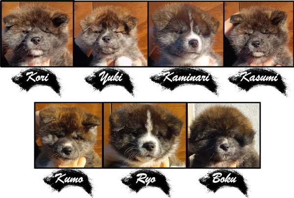 Cuccioli di Akita inu con pedigree | Foto 5