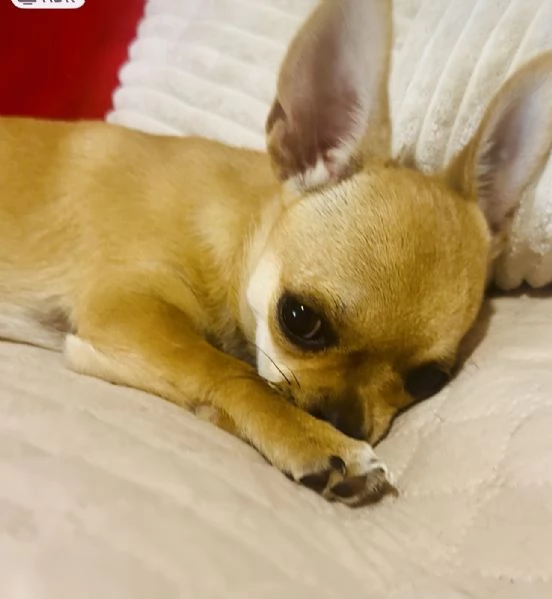CHIHUAHUA PELO CORTO PEDIGREE ENCI | Foto 5