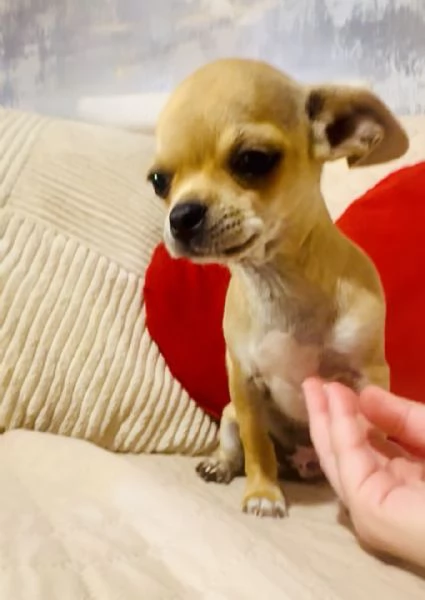 CHIHUAHUA PELO CORTO PEDIGREE ENCI | Foto 0