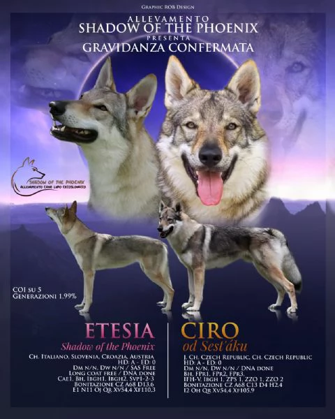 Cuccioli Cane Lupo Cecoslovacco 