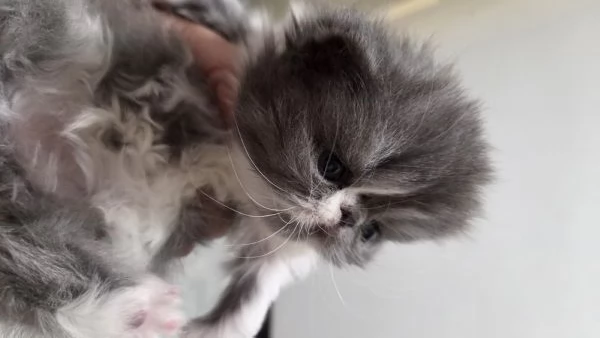 Cucciole persiane femminucce | Foto 6