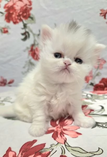 Cucciole persiane femminucce | Foto 5