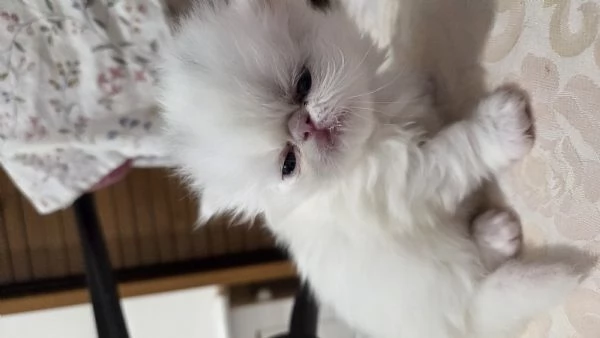 Cucciole persiane femminucce | Foto 4