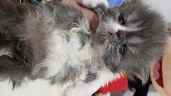 Cucciole persiane femminucce | Foto 3