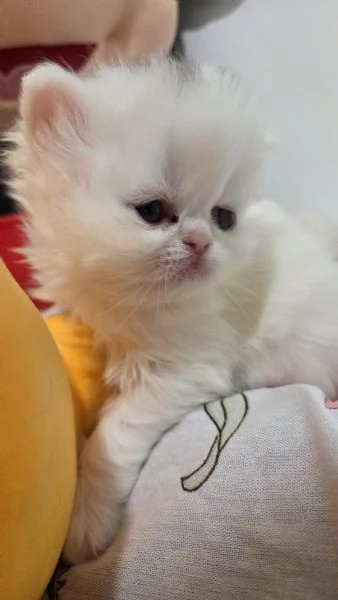 Cucciole persiane femminucce | Foto 2