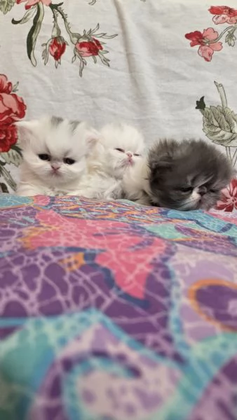 Cucciole persiane femminucce