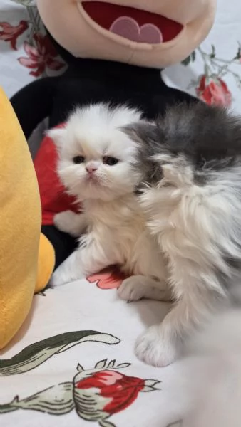 Cucciole persiane femminucce | Foto 1
