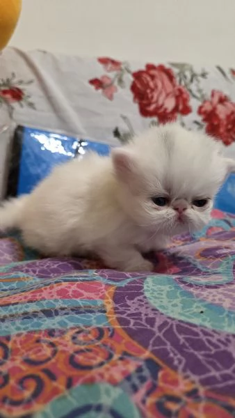Cucciole persiane femminucce | Foto 0